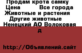 Продам крота самку › Цена ­ 200 - Все города Животные и растения » Другие животные   . Ненецкий АО,Волоковая д.